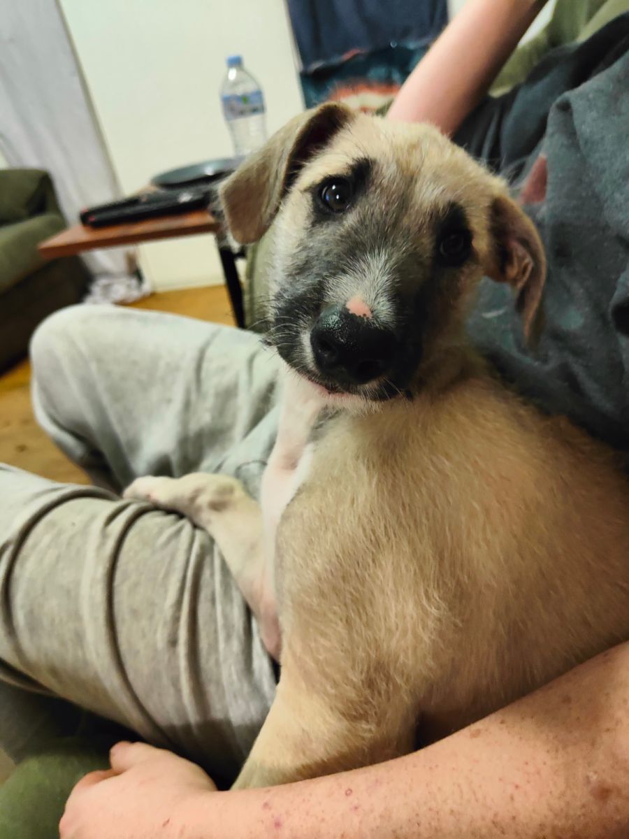 Bacon Large Male Staghound x Greyhound x Ridgeback Mix Dog in VIC