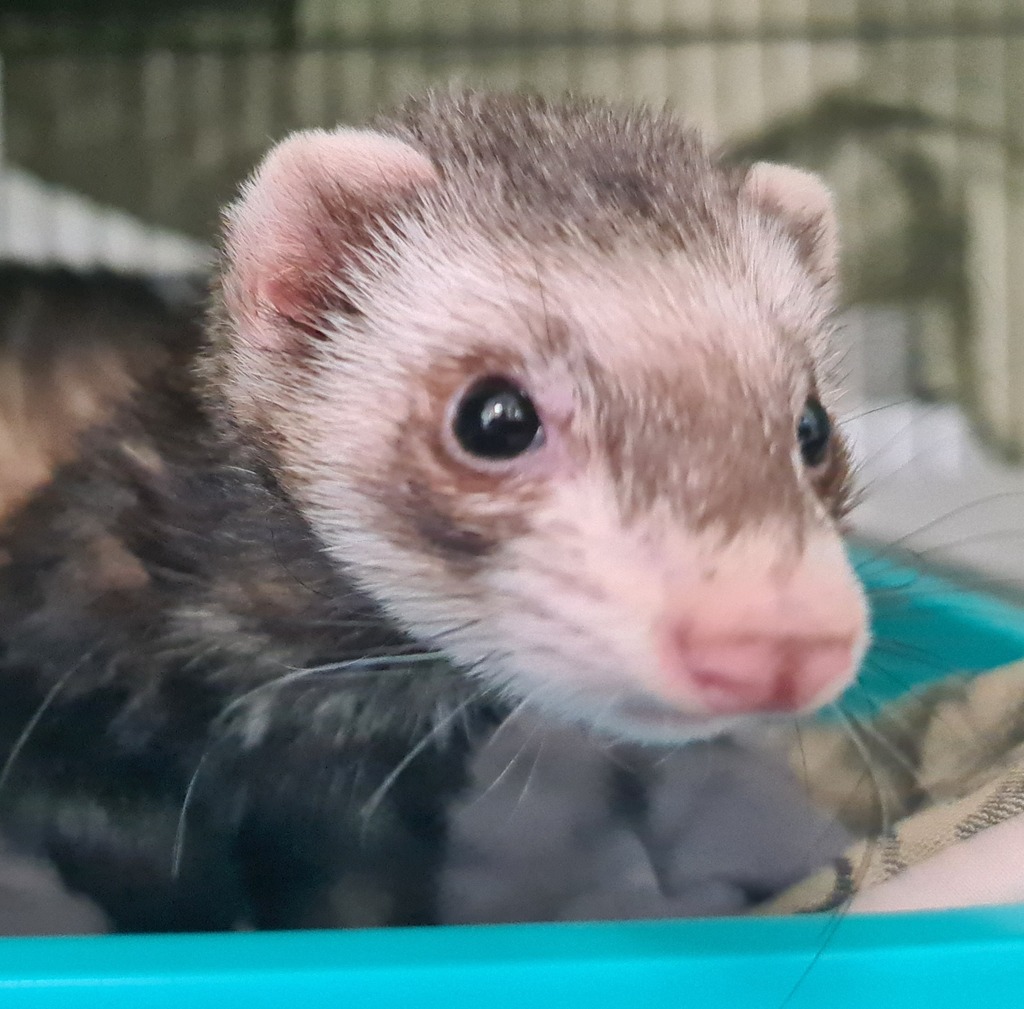 Adelaide Female Ferret Rodent in VIC PetRescue