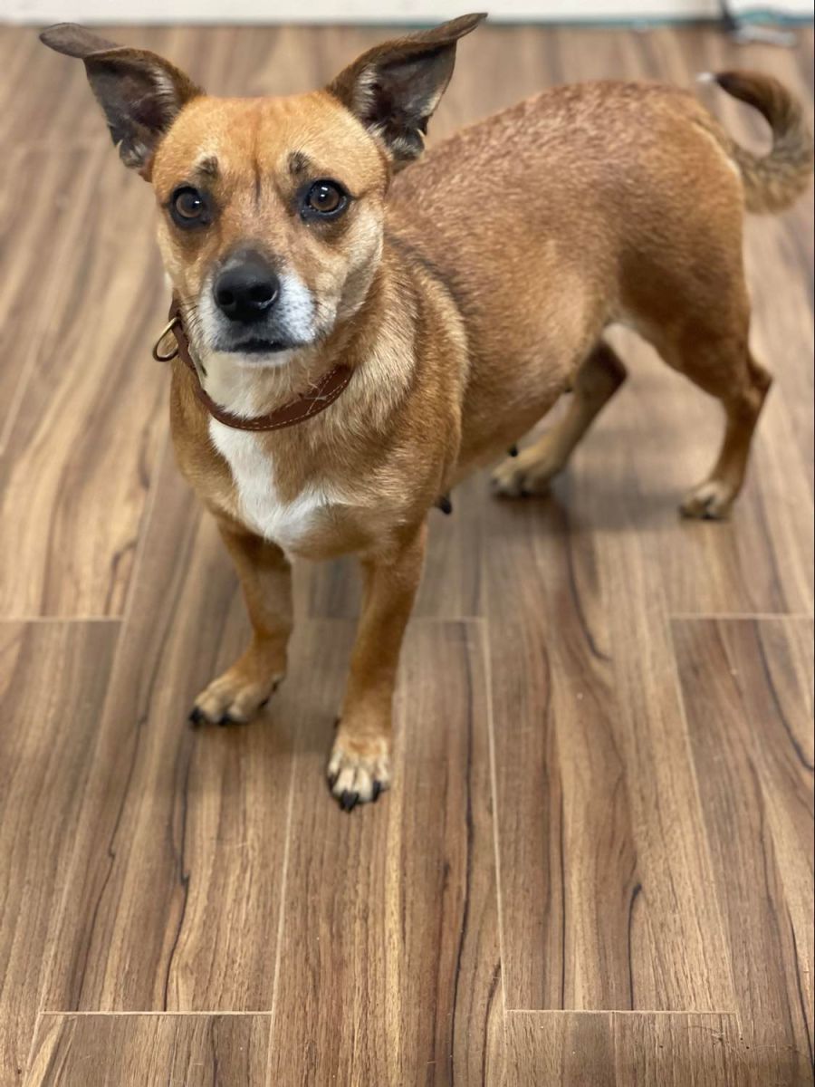 Adley - Small Female Mixed Breed Dog in QLD - PetRescue