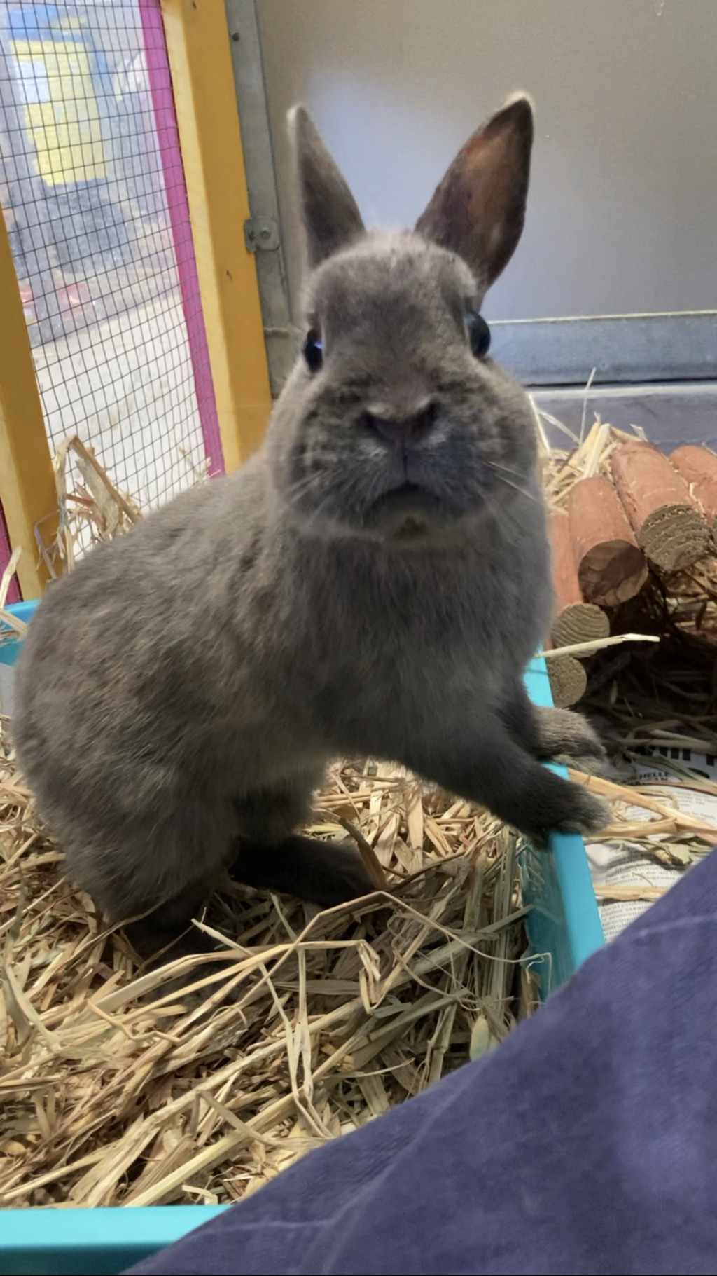 Cornish Mix Rabbit Jeremy - Male Bunny Rabbit Mix Rabbit in WA - PetRescue
