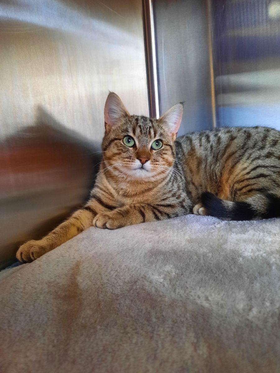 Ravioli - Male Domestic Short Hair Cat in VIC - PetRescue