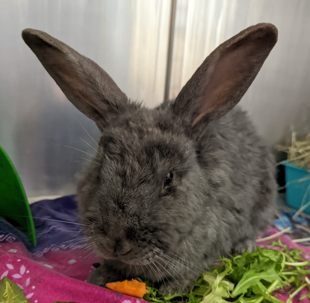 Rhino - Male American Blue Mix Rabbit in VIC - PetRescue