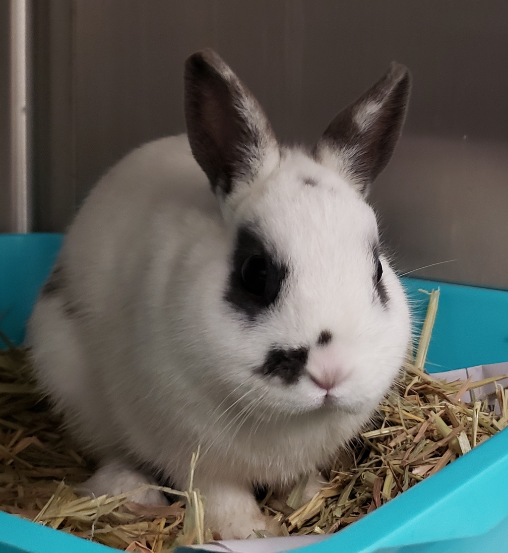 Cedar Male Rabbit Unspecified Rabbit in VIC PetRescue