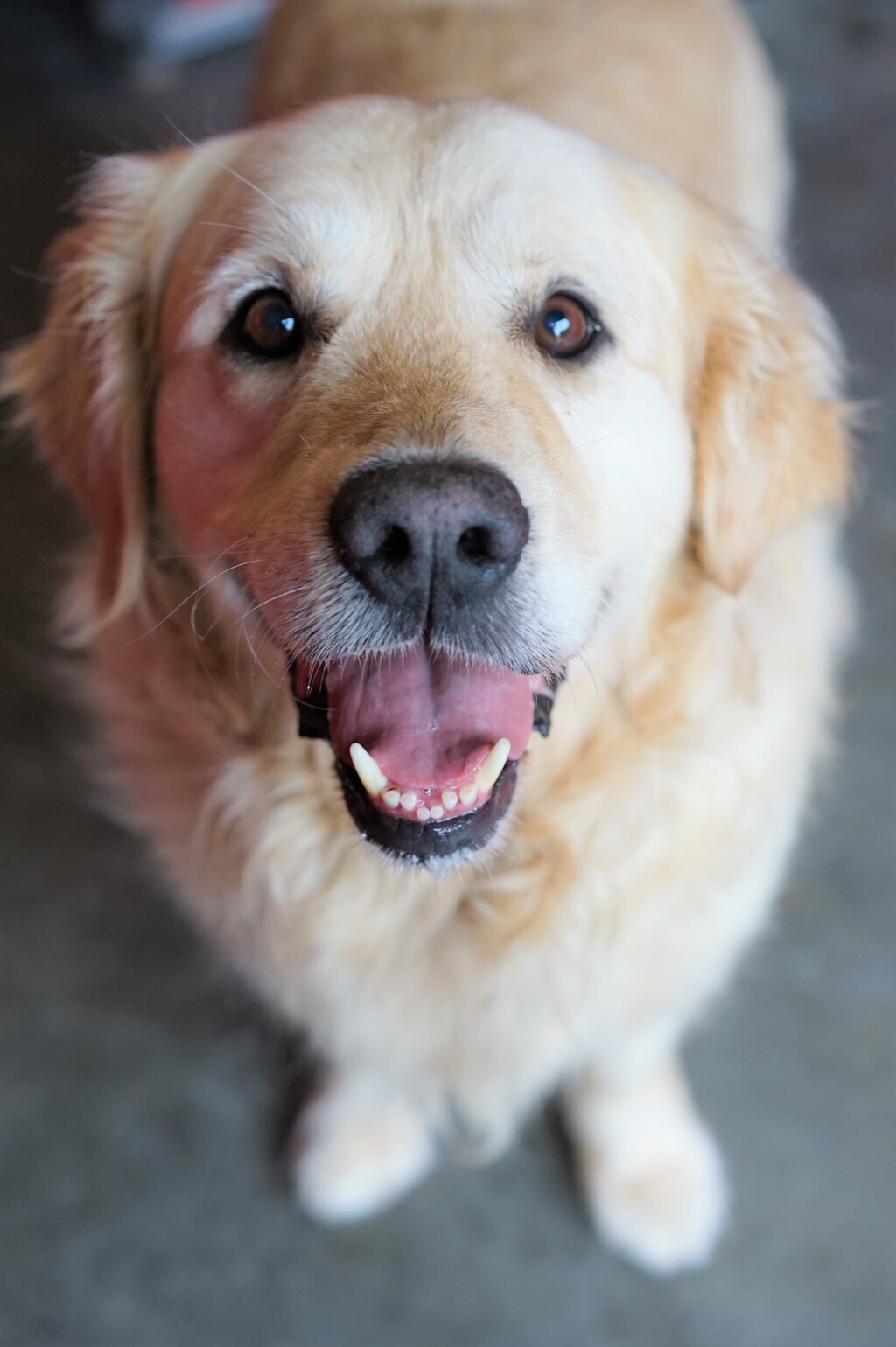 Banjo - Large Male Golden Retriever Mix Dog in QLD - PetRescue