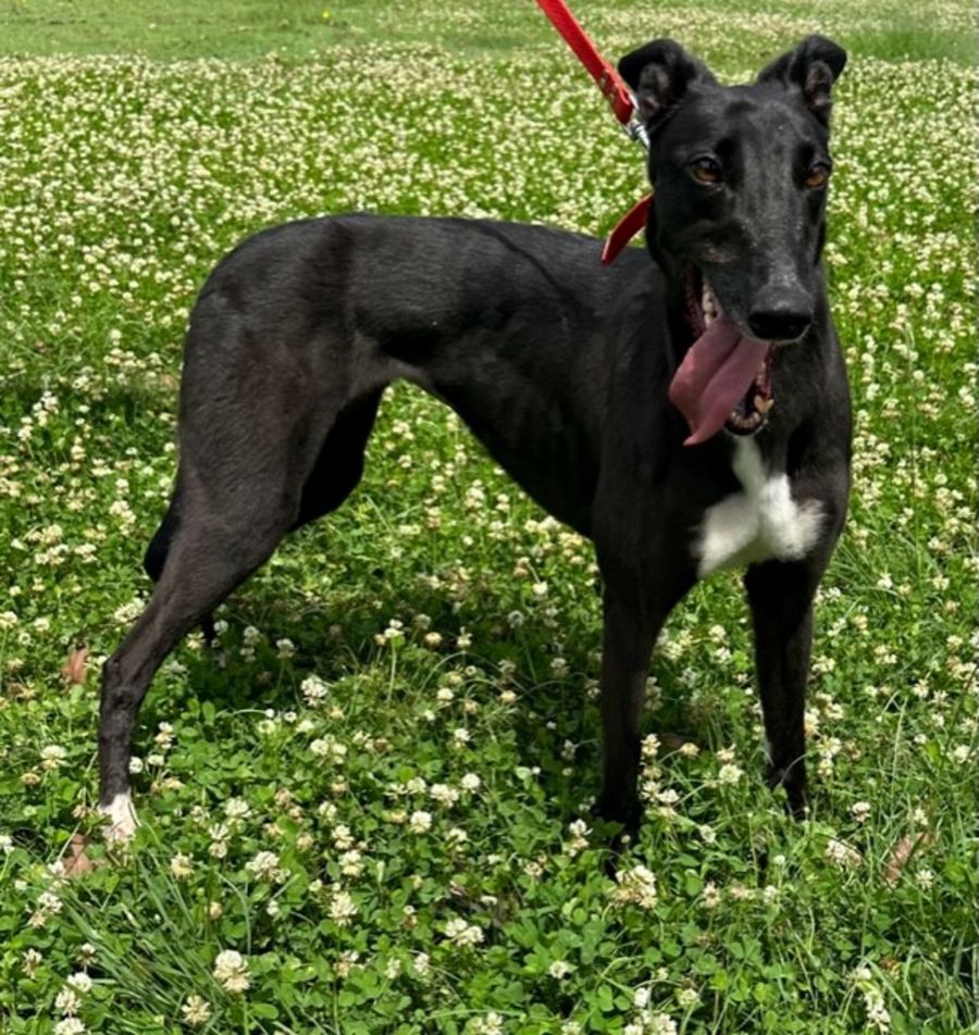 Banjo Large Female Greyhound Dog in NSW PetRescue
