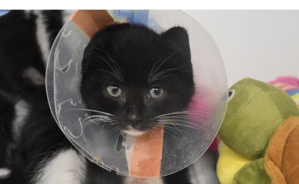 Peanut Brittle Female Domestic Short Hair Mix Cat in VIC PetRescue