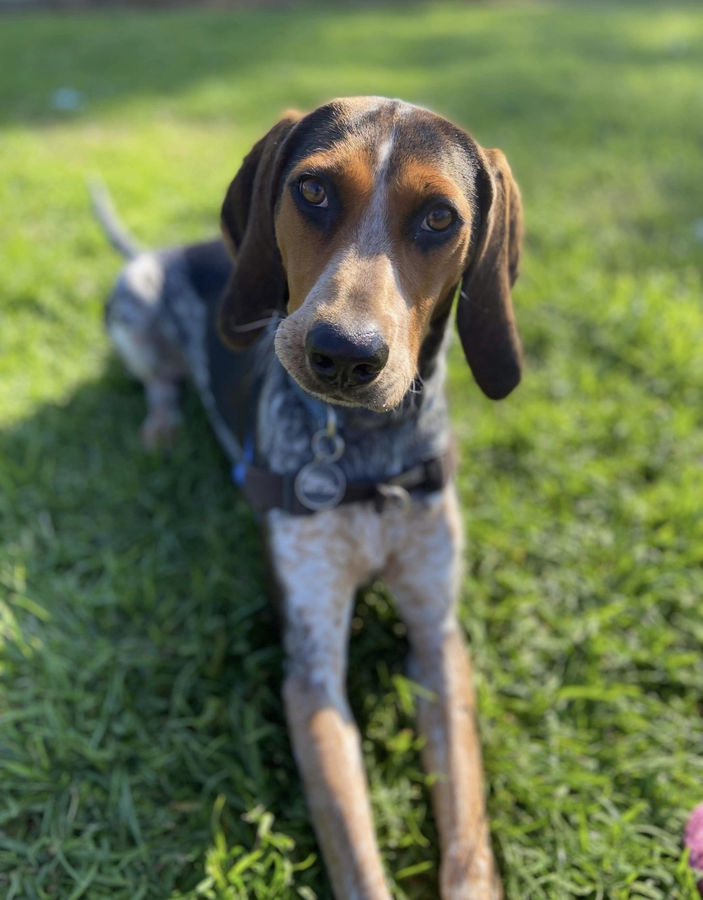 bluetick coonhound beagle mix puppy