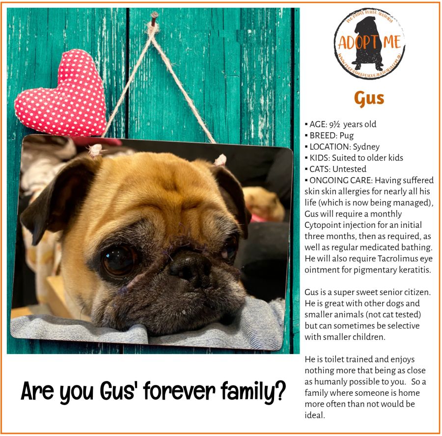 How Often Should You Bathe A Pug