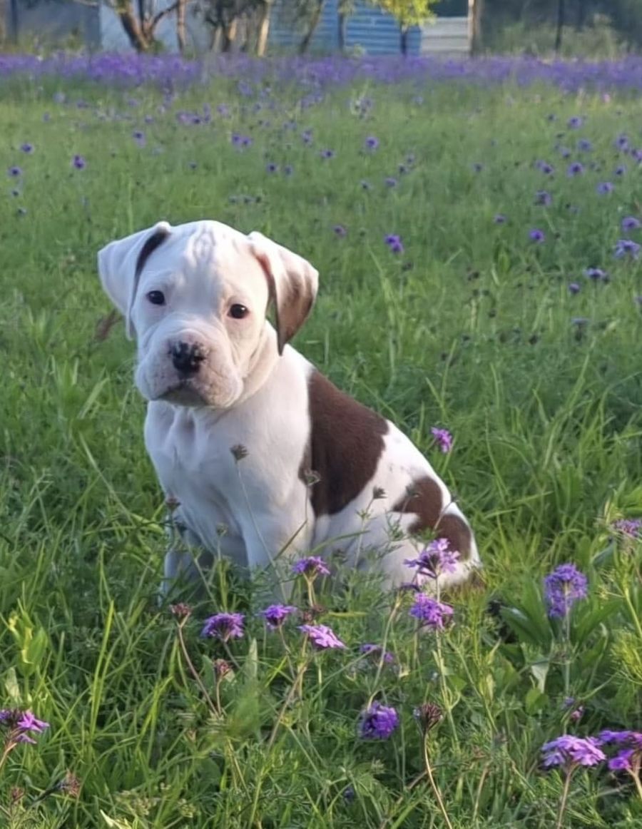 american bulldog vs boxer whats the difference