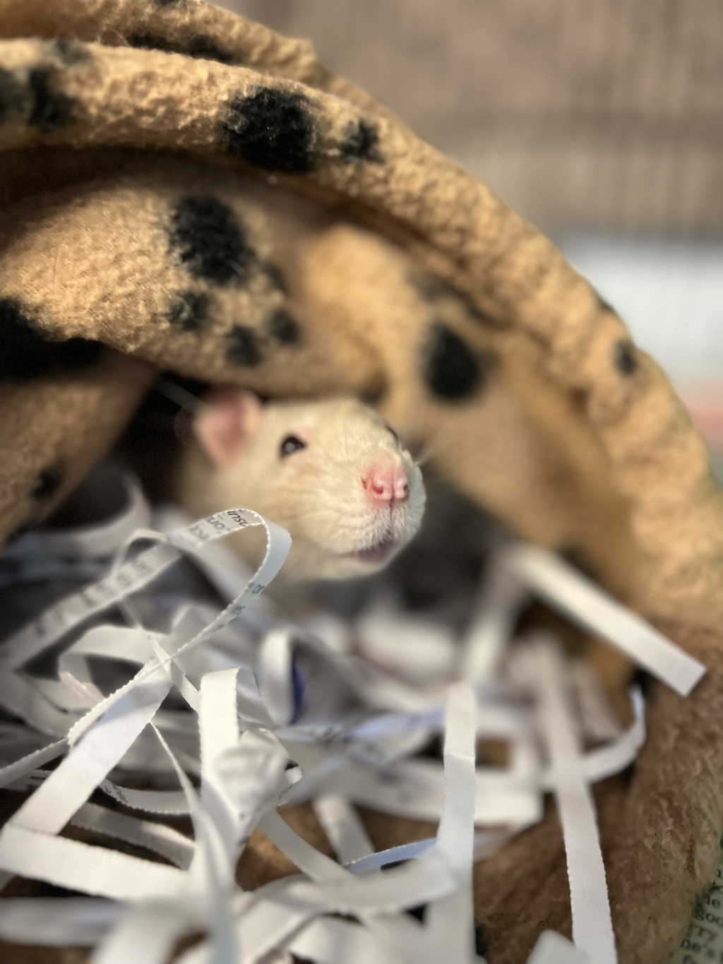 Pickles Female Rat Mix Rodent in WA PetRescue