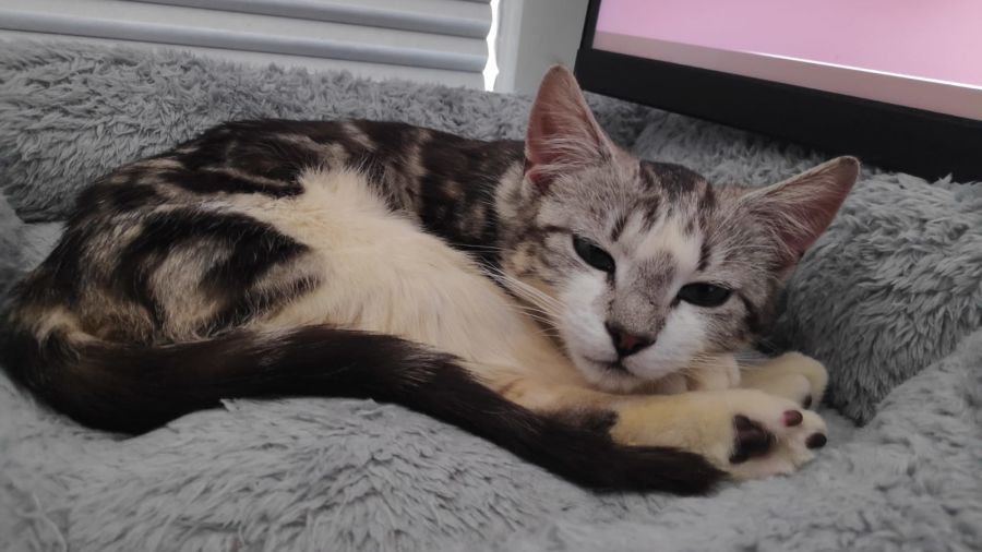 Carson - Male Domestic Short Hair Cat in VIC - PetRescue
