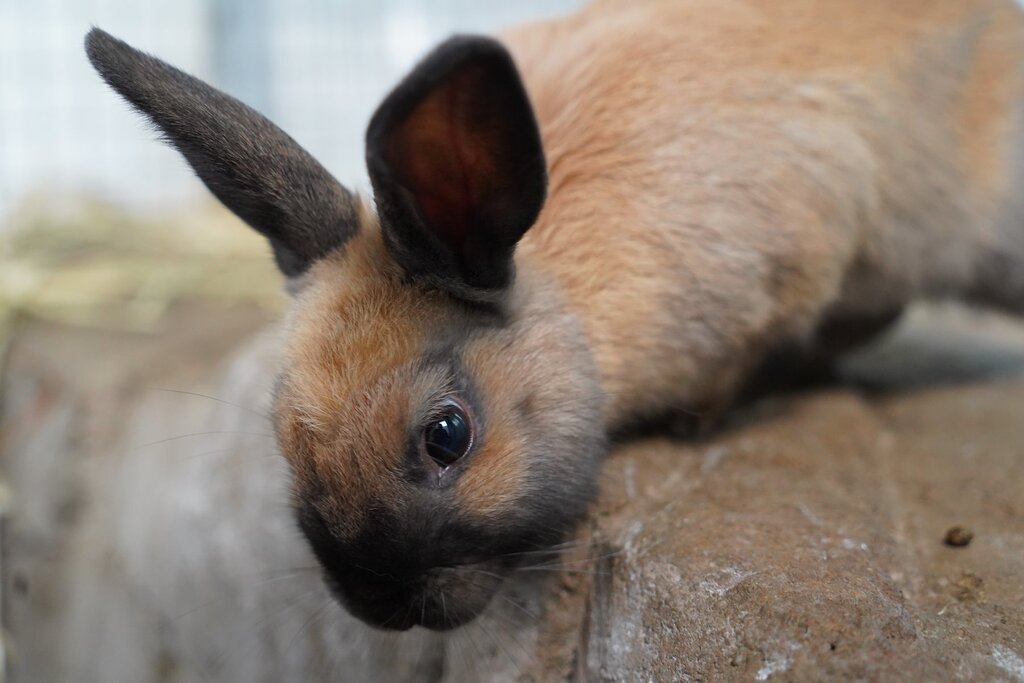 Goose Rabbit Goose - Male Rabbit Rabbit in ACT - PetRescue