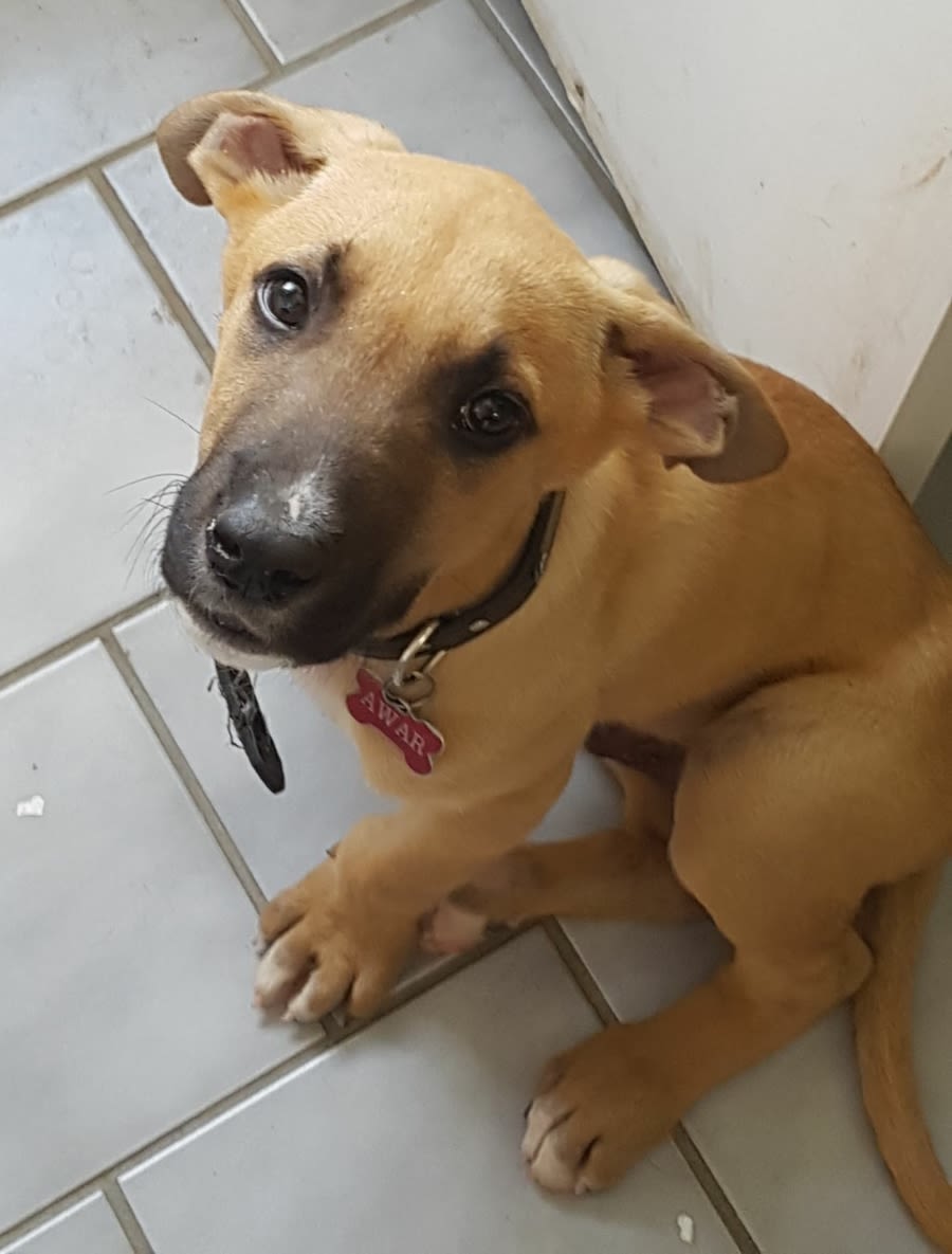 Egor Large Male Bull Arab x Wolfhound Mix Dog in NSW PetRescue