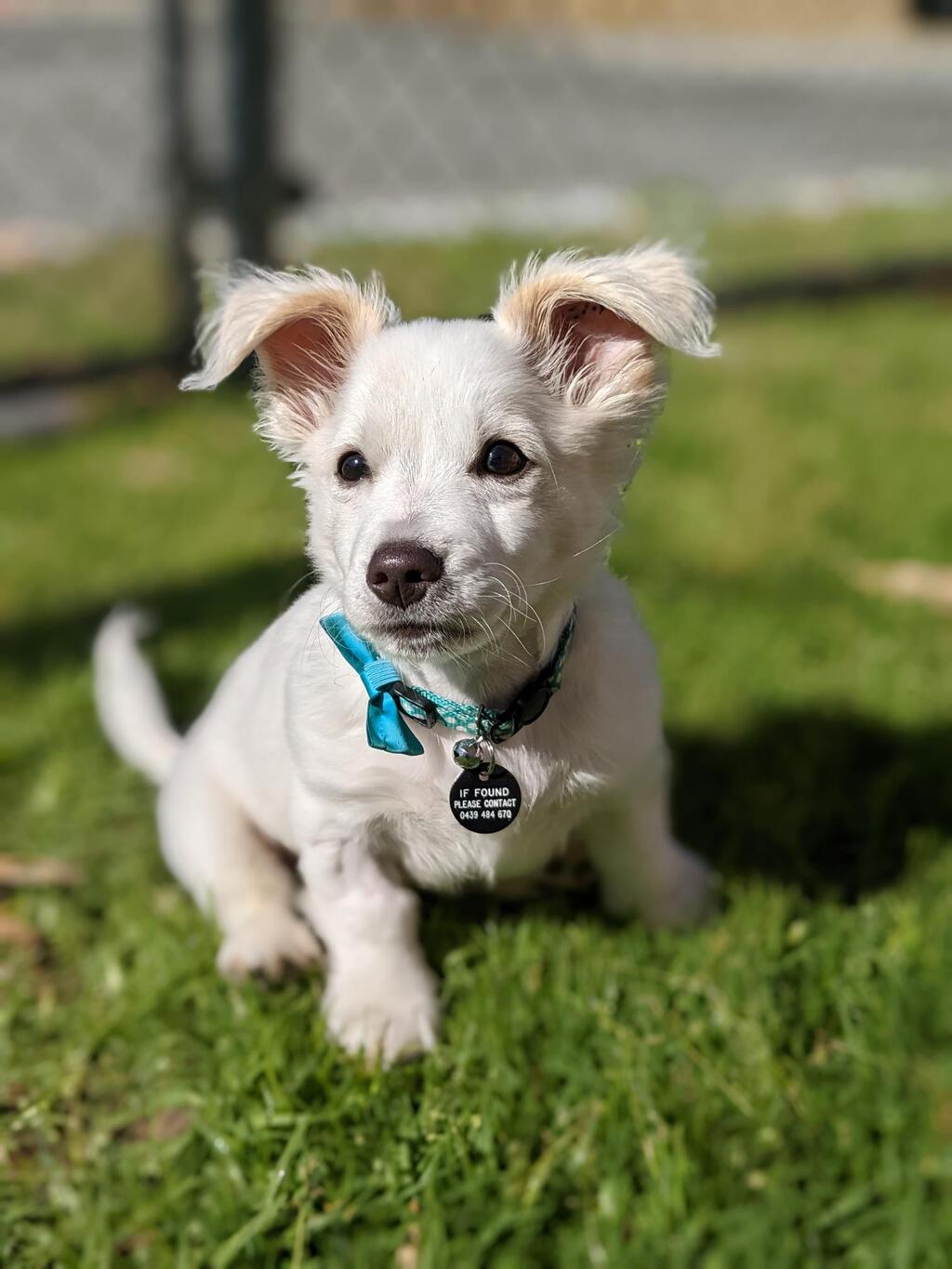 Spritz - Small Male Small Crossbreed Mix Dog in WA - PetRescue