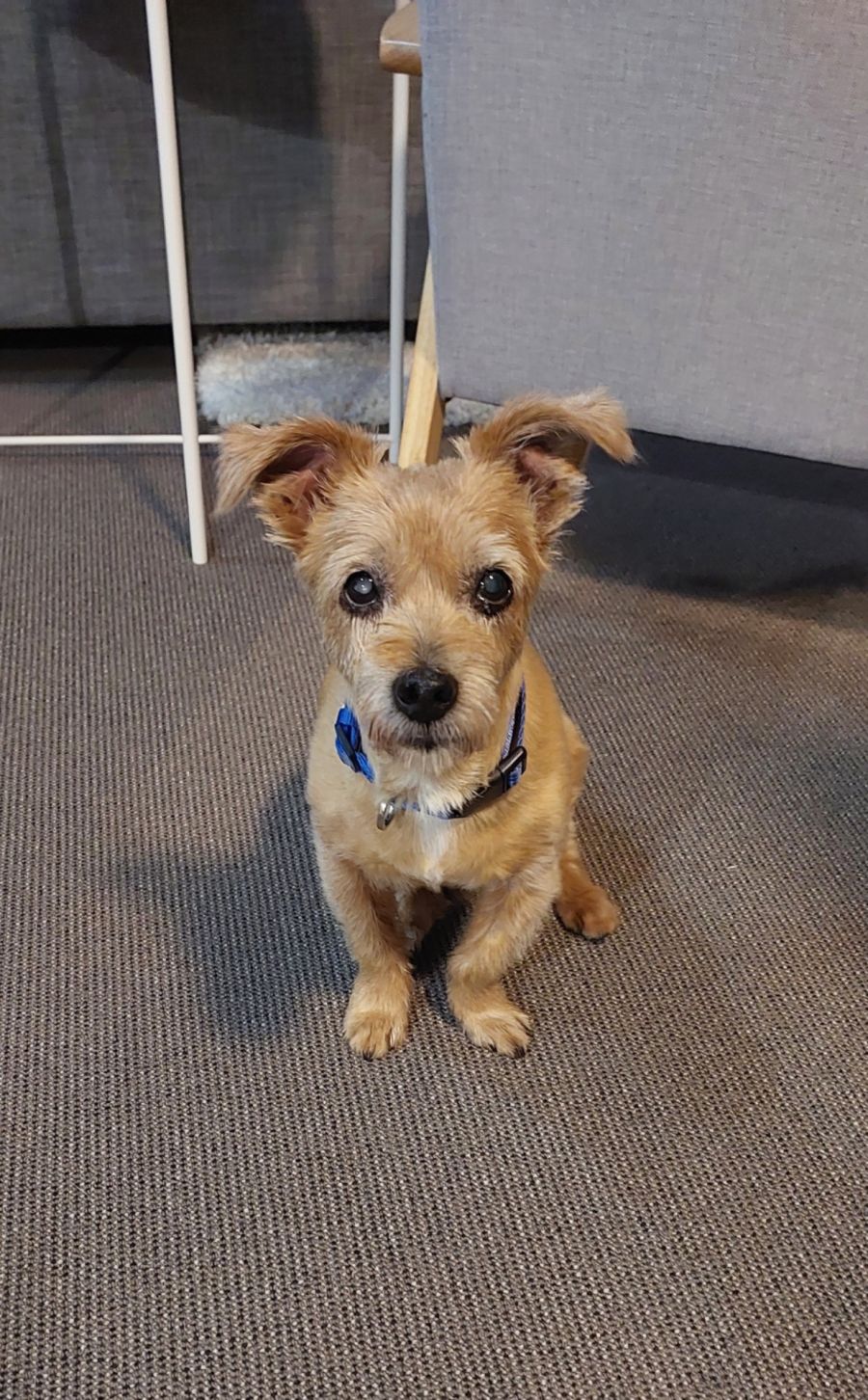 norfolk terrier and chihuahua mix｜TikTok Search