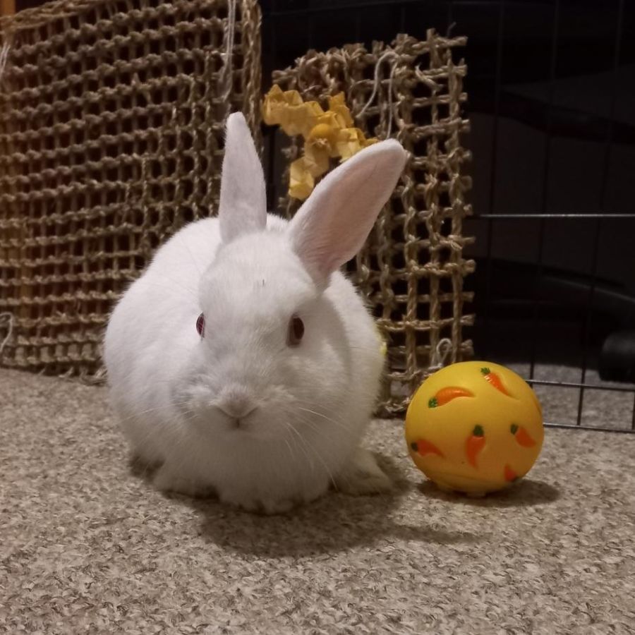 Mr Nebula - Male Netherland Dwarf Rabbit in ACT - PetRescue