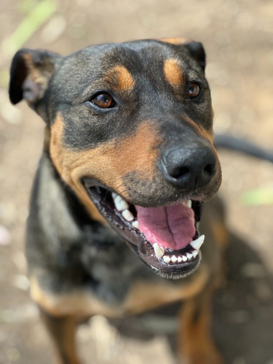 Benji - Large Male Rottweiler Mix Dog in NSW - PetRescue