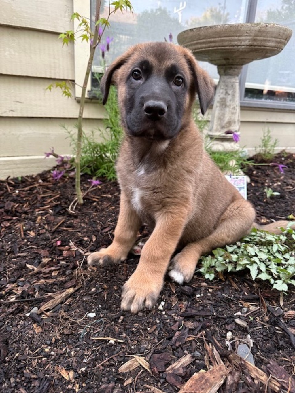 yogi bear dog breed