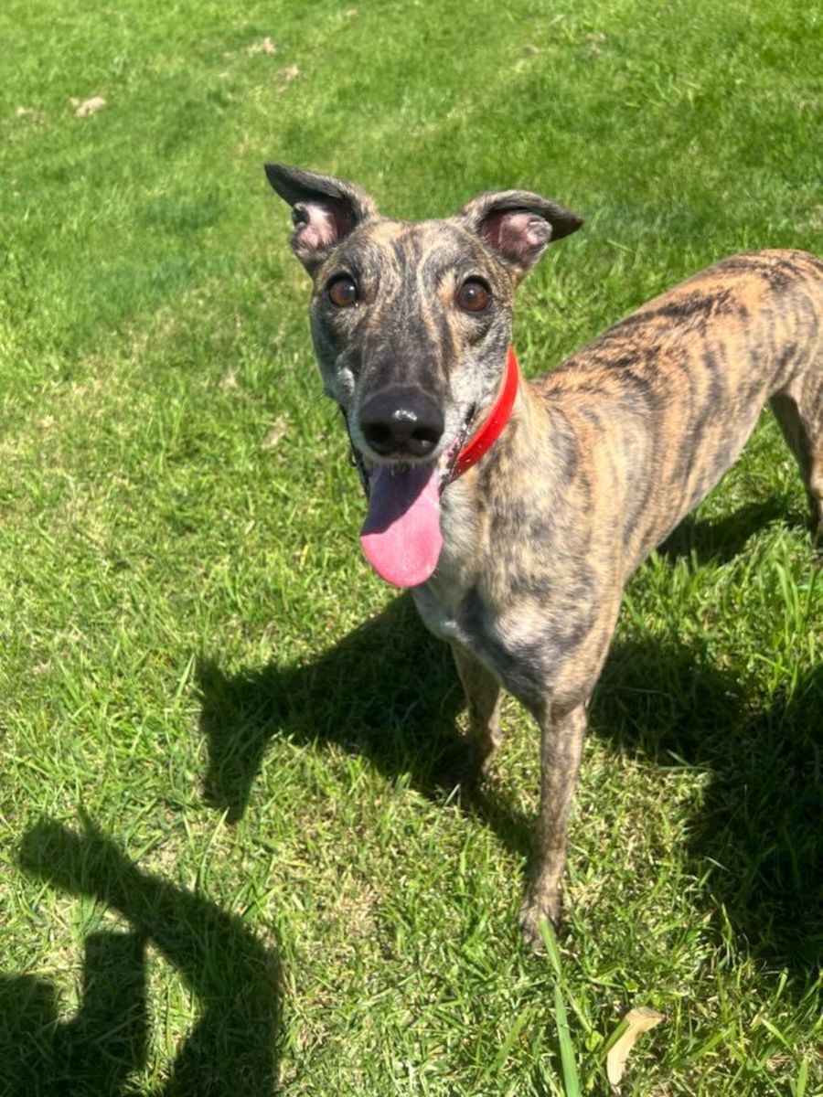 Daisy H Large Female Greyhound Dog in NSW PetRescue