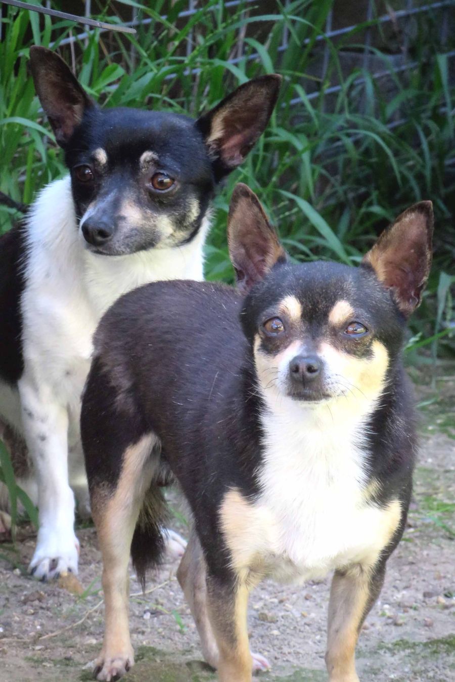 Stanley - 1 Year Old Chihuahua x Foxy (Trial) - Small Male Chihuahua Dog in  NSW - PetRescue