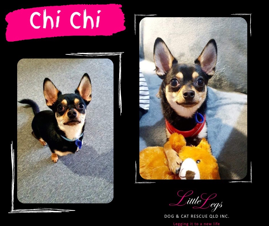 what happened to chichi the rescue dog