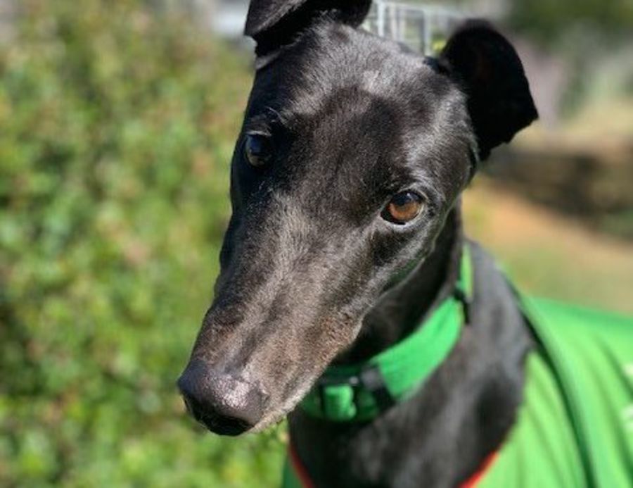 Victoria Medium Female Greyhound Dog in QLD PetRescue