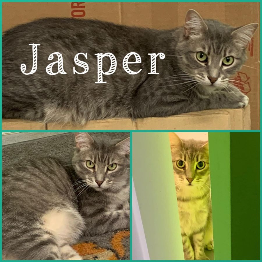 Jasper Male Domestic Medium Hair Cat In VIC PetRescue jasper-male-domestic-medium-hair-cat-in-vic-petrescue