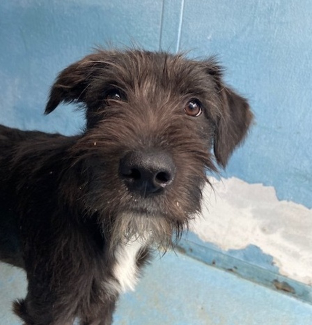 harriet-large-female-irish-wolfhound-x-kelpie-mix-dog-in-vic-petrescue