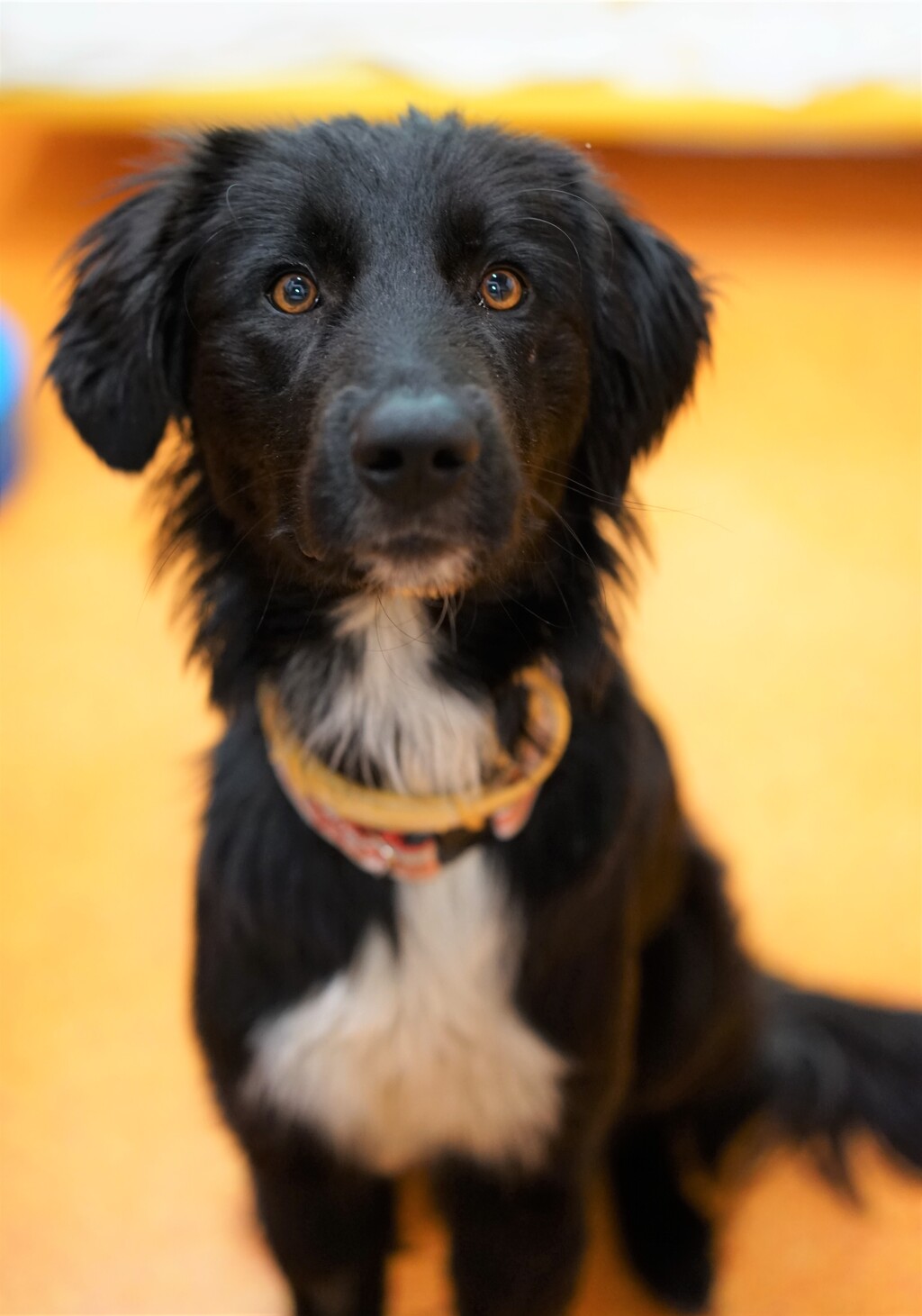 Daisy Medium Female Border Collie x Maremma Sheepdog Mix Dog in QLD PetRescue