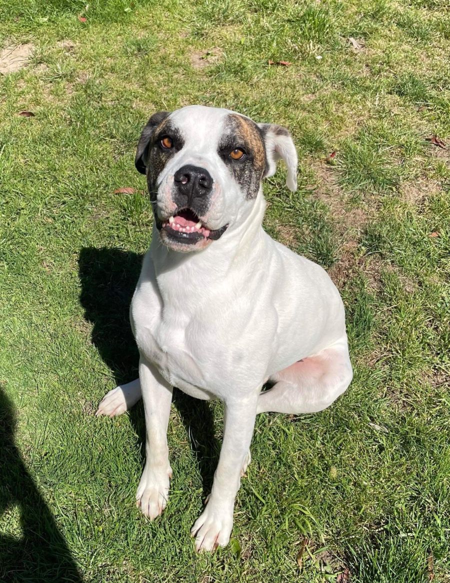 Franklin- rough start, bright future! - Medium Male American Bulldog x ...