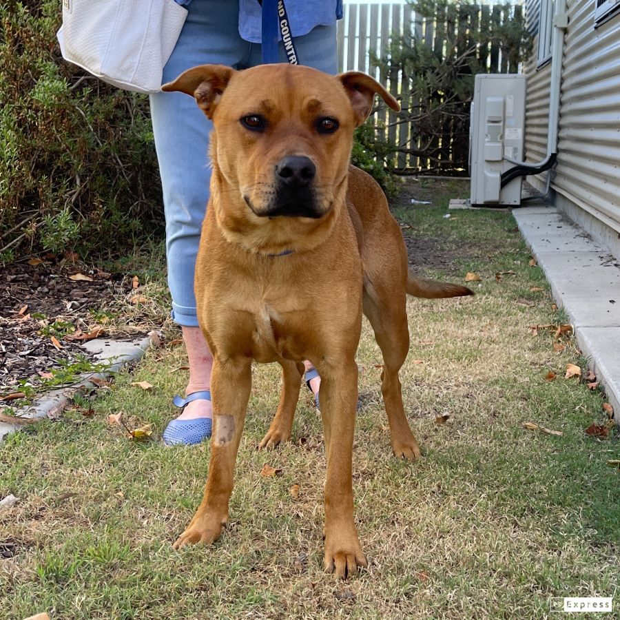 Koa Medium Female Rottweiler x Staffordshire Bull Terrier Dog in QLD PetRescue