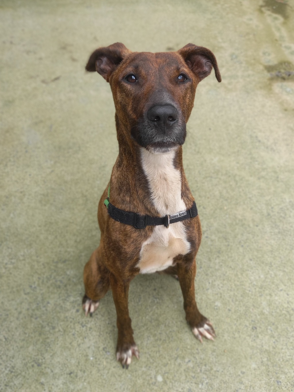 Raine Large Female Bull Arab x Irish Wolfhound Mix Dog in VIC PetRescue