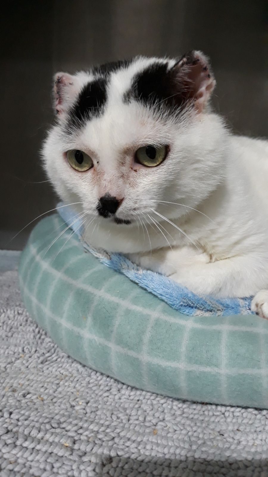 Angus - Male Domestic Short Hair Cat in VIC - PetRescue
