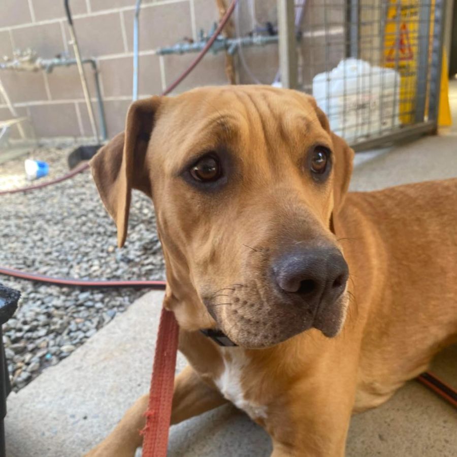 Amber Large Female Mastiff x Bloodhound Mix Dog in NSW PetRescue