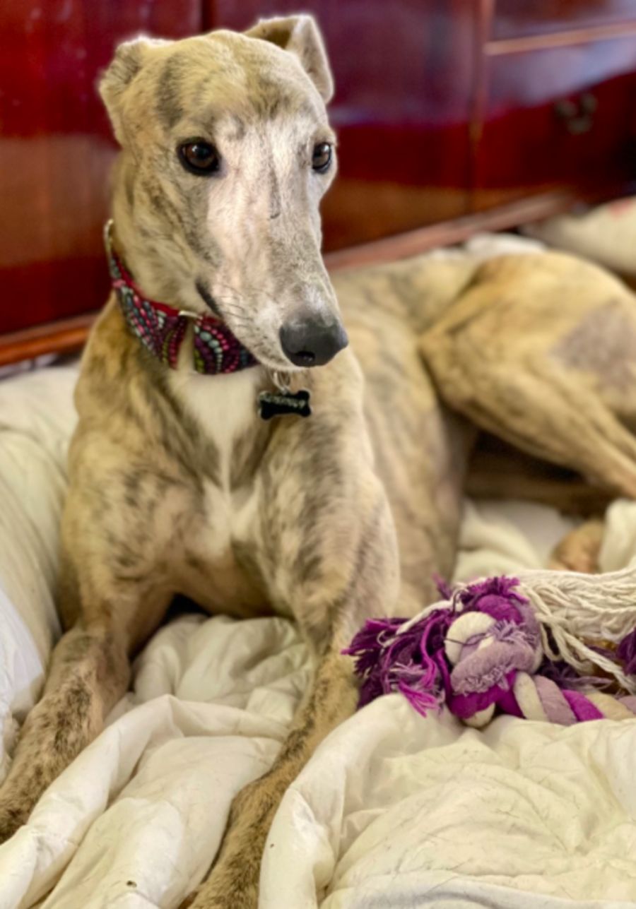 Are Greyhounds Good Friends With Cats