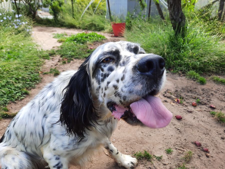 what does a 5 month old english setter puppy like to eat