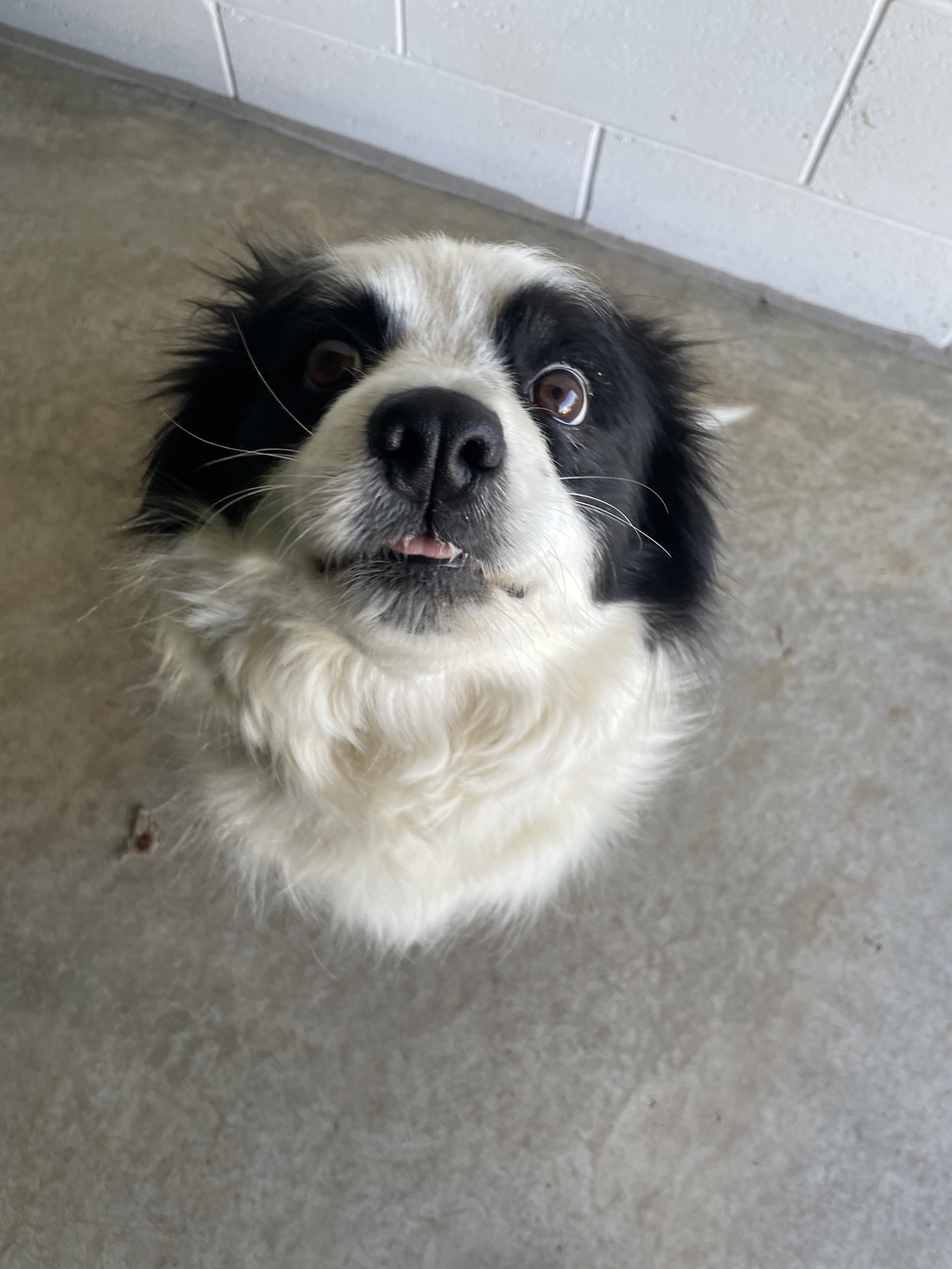 Border collie cross king charles cheap cavalier