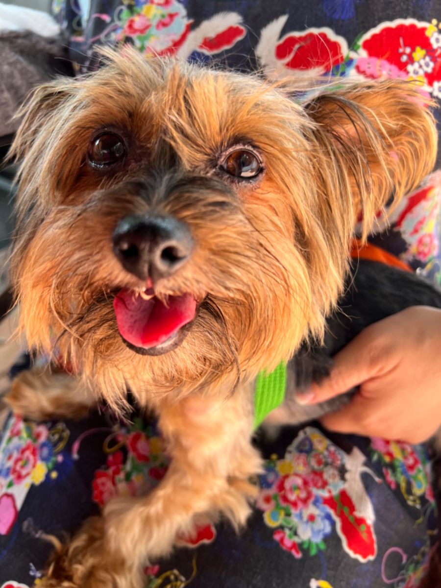 Best Friends Rescue QLD PetRescue