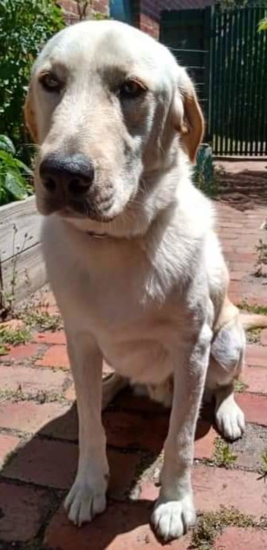 Sully Large Male Labrador x Maremma Sheepdog Mix Dog in VIC PetRescue