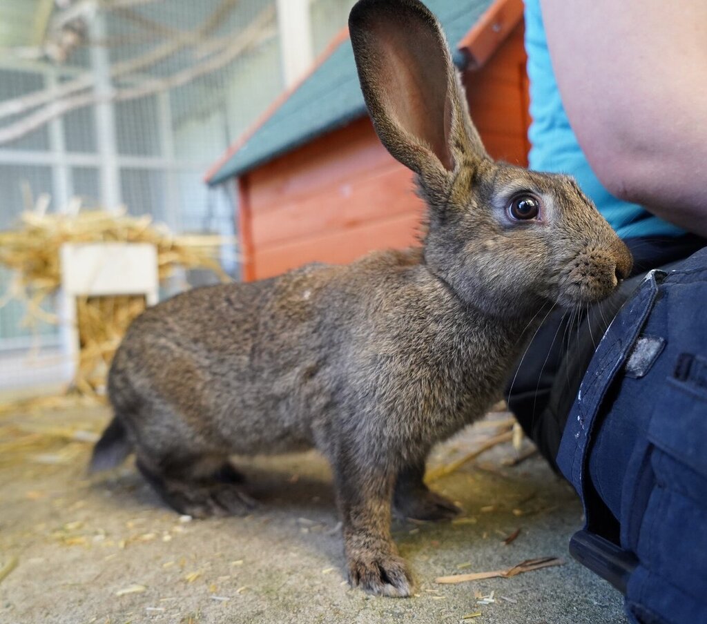 Guylian Male Belgian Hare Mix Rabbit in ACT PetRescue