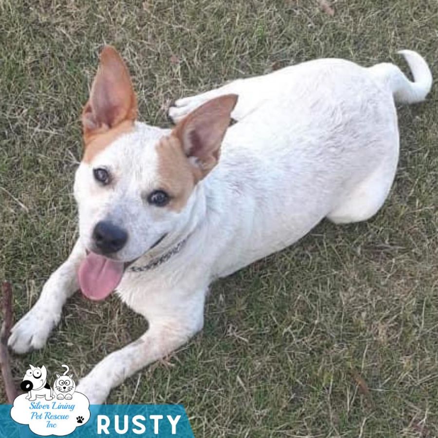 Rusty Medium Male Australian Cattle Dog x Staffy Mix Dog in QLD PetRescue