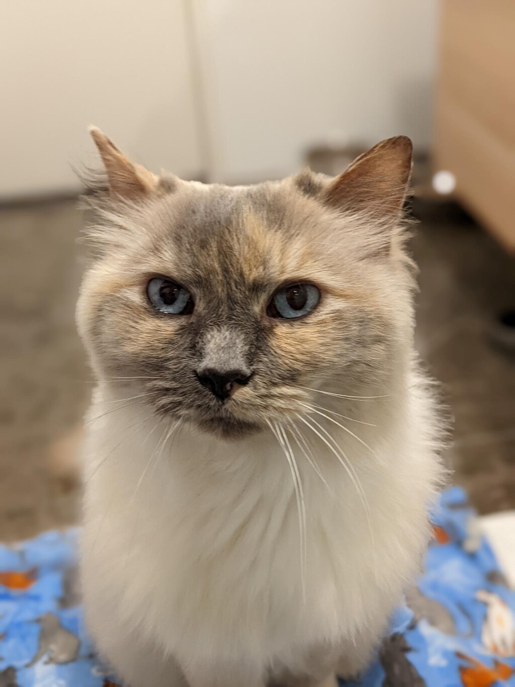 Maggie - Female Ragdoll Cat in ACT - PetRescue