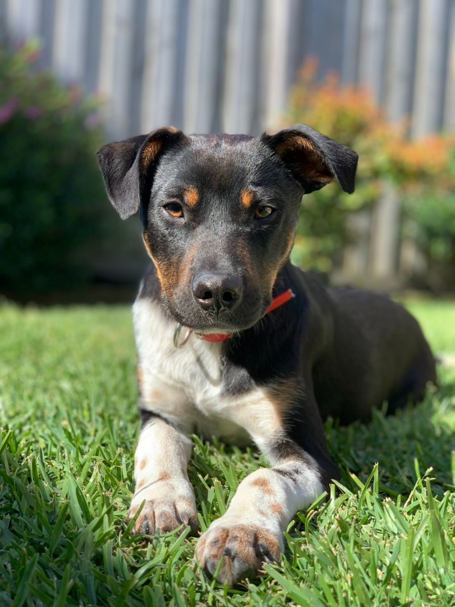 Beau - Medium Male Kelpie x Australian Cattle Dog Mix Dog in VIC ...