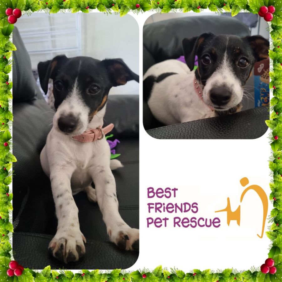 Millie Small Female Jack Russell Terrier Dog in NSW PetRescue