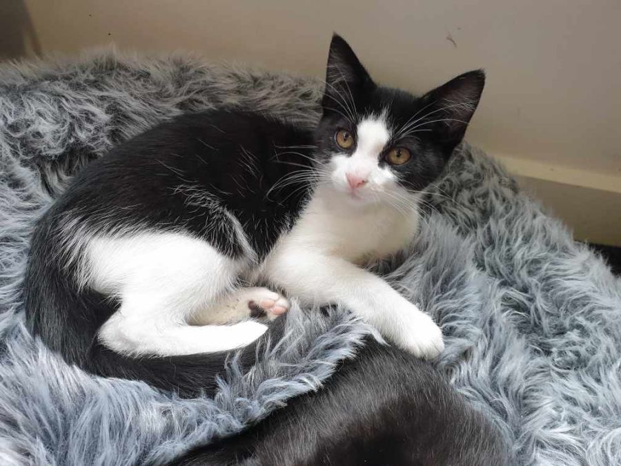 Jess Meet PetStock Mornington Central 8/1/23 Female Domestic Short Hair Cat in VIC PetRescue