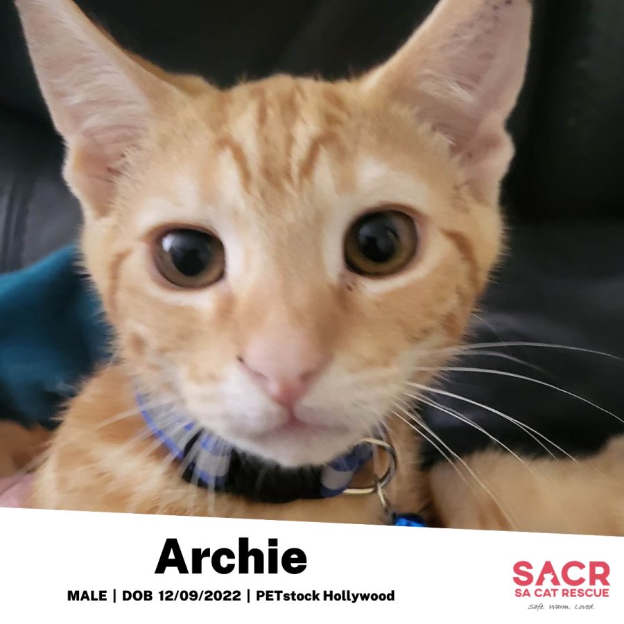 Archie - Male Domestic Short Hair Cat in SA - PetRescue