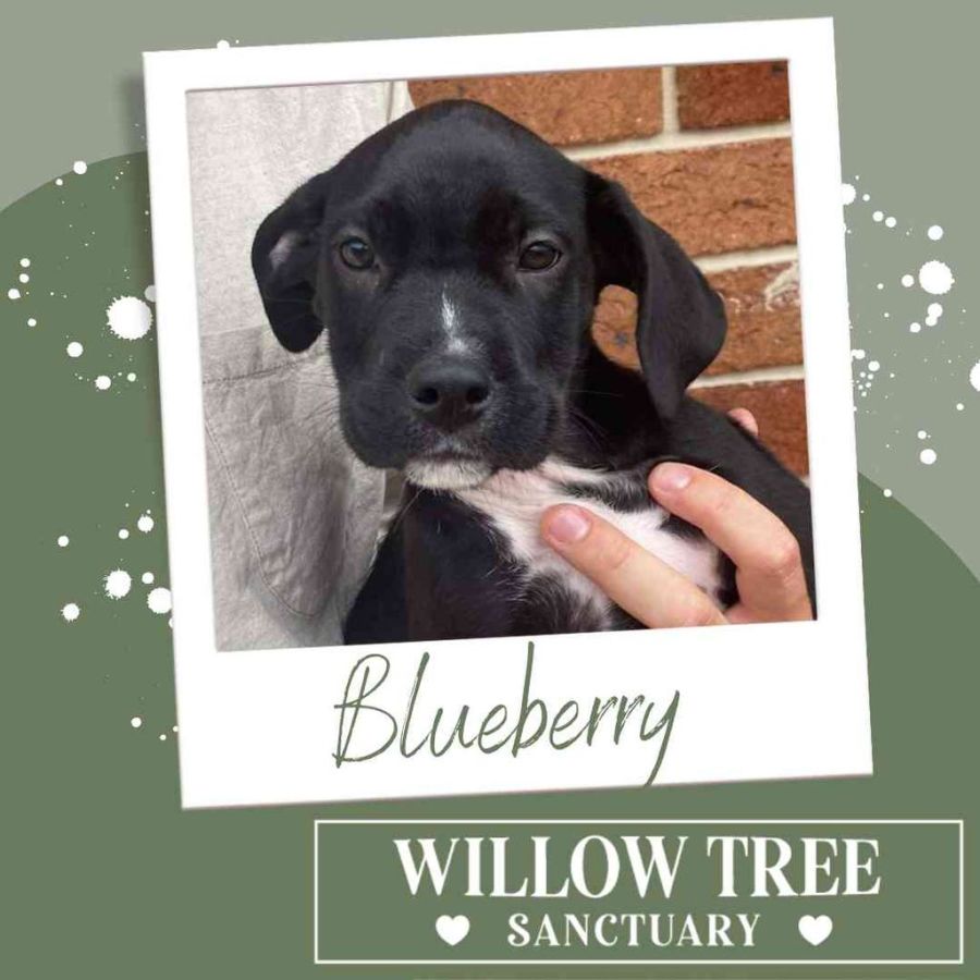 Is White Willow Bark Safe For Dogs