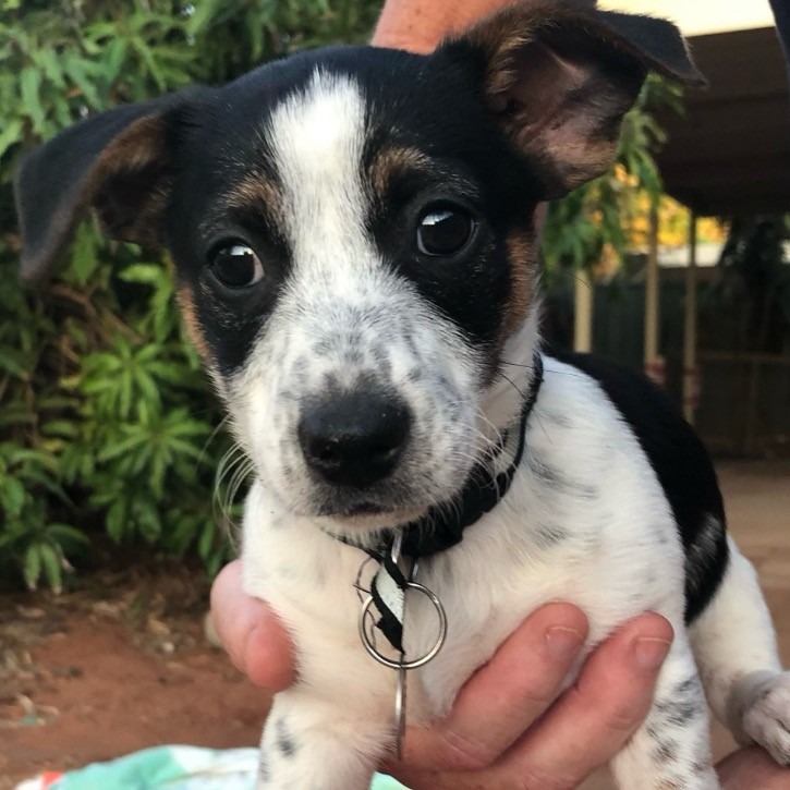 Qt Small Female Mixed Breed Dog in WA PetRescue