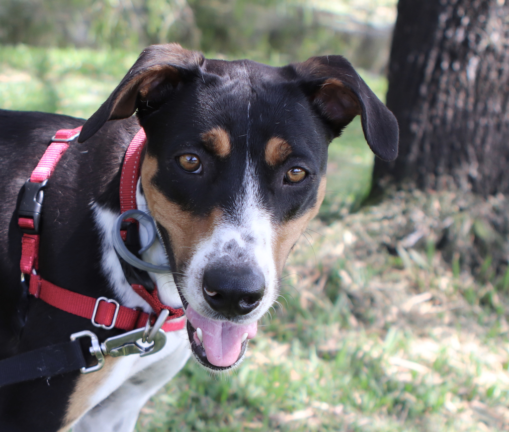 Charli Large Female Bull Arab x Kelpie Mix Dog in QLD PetRescue