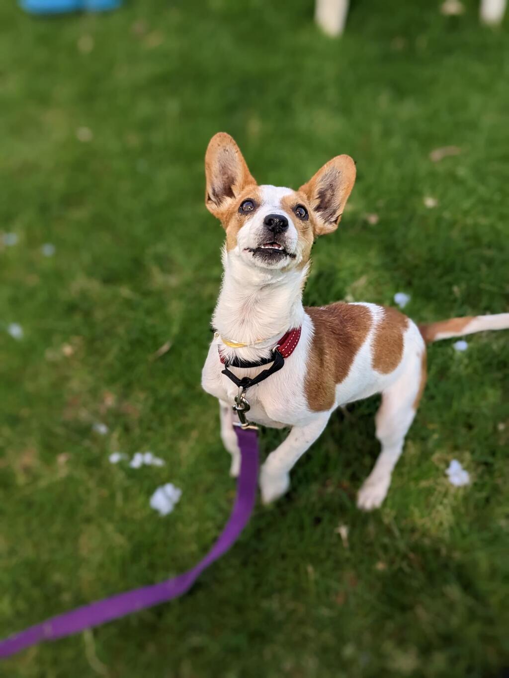 Little Coco - Small Male Small Crossbreed Mix Dog in WA - PetRescue